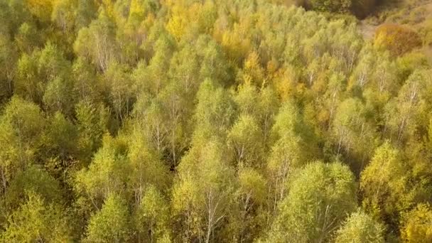 Осенний Лес Яркими Оранжевыми Желтыми Листьями Плотные Леса Солнечную Осеннюю — стоковое видео