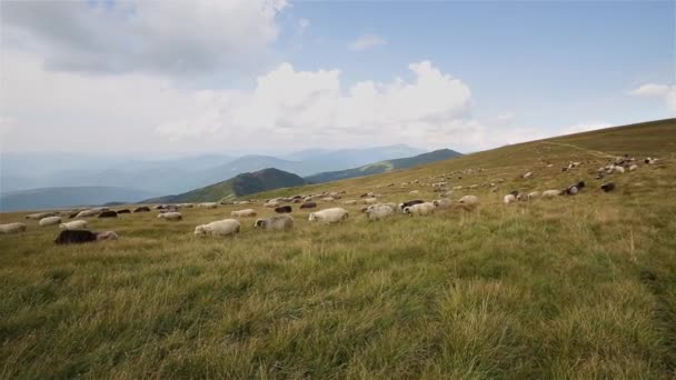 Herde Von Bauernschafen Weidet Bei Strahlendem Sommertag Auf Der Grünen — Stockvideo