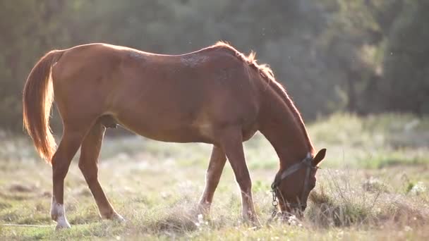 Brun pâturage de chevaux de ferme sur herbe verte pâturage au coucher du soleil .