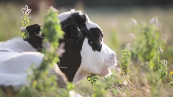 Pastoreo Doméstico Vacas Pastos Agrícolas Con Pasto Verde — Vídeos de Stock