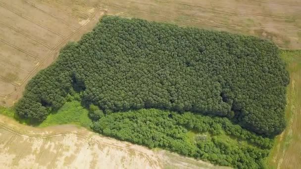 Aerial View Green Forest — Stock Video