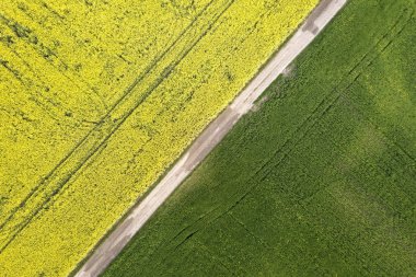 Güneşli ilkbahar veya yaz gününde çiçek açan kolza bitkileri ile yeşil ve sarı alanlarda düz zemin yol havadan görünümü. Drone fotoğrafçılığı.