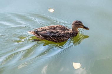 Gri ördek kuşu yazın gölde yüzer..