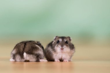 İki küçük komik minyatür keş hamsterın oturduğu yere yakın çekim. 