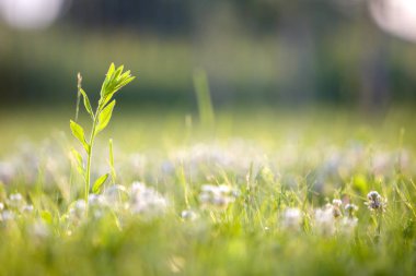 Bahar çimlerinin üzerindeki yeşil taze ot bitkisinin kapağını kapatın..