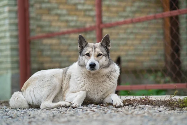 Bir köpek portresi Batı Sibirya Laika açık havada oturuyor. — Stok fotoğraf