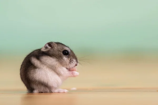 Closeup of a small funny miniature jungar hamster sitting on a f — Stock Photo, Image