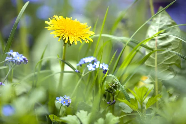 민들레의 밝은 노란색 꽃 이 뿌연 푸른 풀밭의 높은 줄기에서 피어나고 있다. 자연의아름다움 과조화. — 스톡 사진