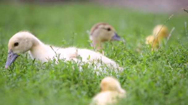 Big Ducks Small Ducklings Feeding Outdoors Farm Yard — Stock Video
