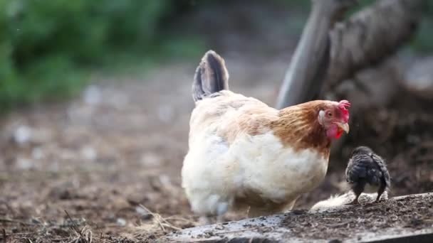 Hen Chicken Walking Green Grass Farm Yard — Stockvideo