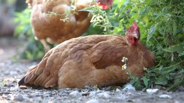 農家の庭の緑の草の上で食べる鶏 — ストック動画