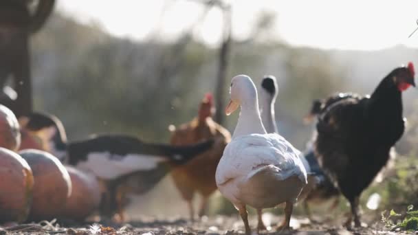 White Geese Walking Feeding Open Farm Yard — Stock Video