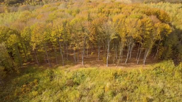 Forêt d'automne aux feuilles orange vif et jaune. Bois denses par temps ensoleillé d'automne.