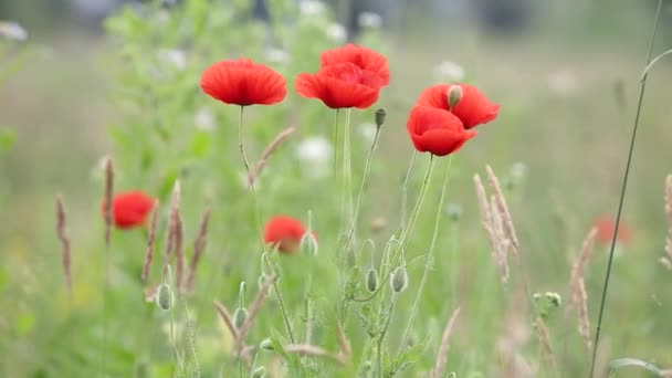 Red Poppy Flowers Blooming Green Spring Field — Stock Video