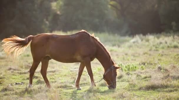Brun pâturage de chevaux de ferme sur herbe verte pâturage au coucher du soleil .