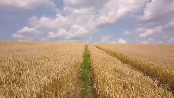 Вид Воздуха Пшеничное Поле Желтого Земледелия Готовое Уборке Конце Лета — стоковое видео