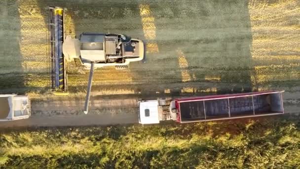 乌克兰基辅 2019年8月17日 联合收割机收获大金黄色成熟麦田的空中视图 从无人机角度看农业 — 图库视频影像