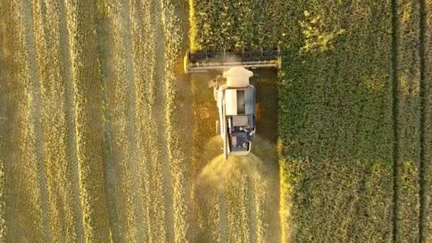 Kyiv Ukraine August 2019 Aerial View Combine Harvester Harvesting Large — ストック動画