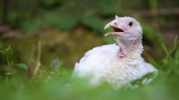 大的白色家养火鸡躺在户外绿草中 — 图库视频影像
