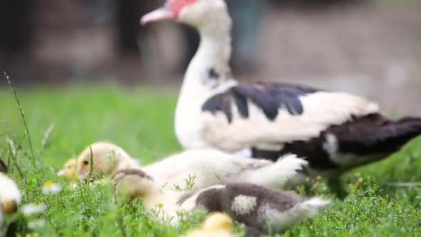 Patos Grandes Patitos Pequeños Alimentándose Aire Libre Patio Granja — Vídeos de Stock