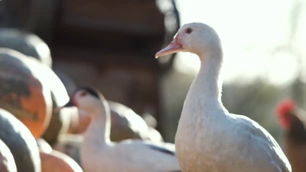 White Geese Walking Feeding Open Farm Yard — Stock Video