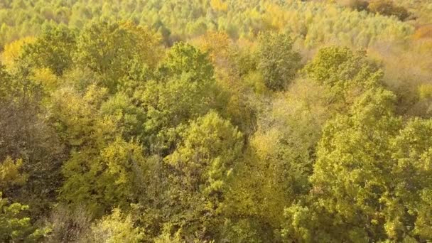 有许多新鲜树木的绿色夏季森林自上而下的鸟瞰图 — 图库视频影像
