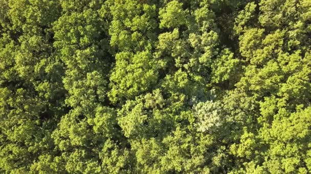 Top Antenn Utsikt Över Grön Sommarskog Med Många Färska Träd — Stockvideo