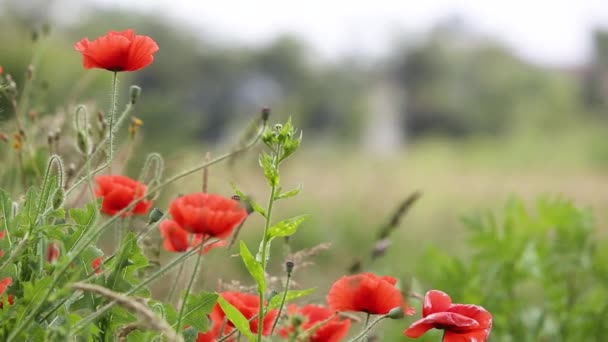 Rode Papaver Bloemen Bloeien Groen Voorjaarsveld — Stockvideo