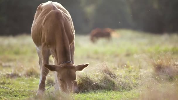 Hauskuh Weidet Auf Bauernweide Mit Grünem Gras — Stockvideo