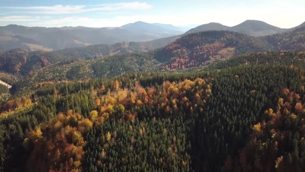 常緑松の木と遠くに雄大な山々と黄色の秋の森と秋の山の風景の空中ビュー — ストック動画