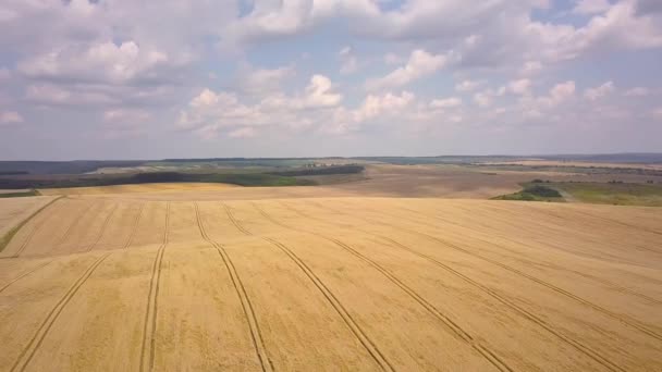 Luftaufnahme Der Gelben Landwirtschaft Weizenfeld Bereit Für Die Ernte Spätsommer — Stockvideo