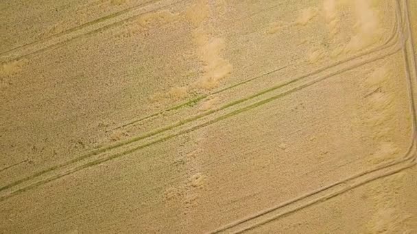 Luftaufnahme Der Gelben Landwirtschaft Weizenfeld Bereit Für Die Ernte Spätsommer — Stockvideo