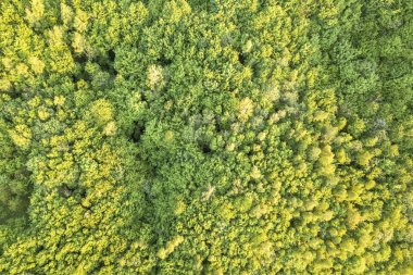 Güneşli ilkbahar veya yaz gününde yeşil ormanın en iyi manzarası. Drone ph