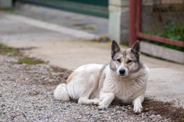 Bir köpek portresi Batı Sibirya Laika açık havada oturuyor. 