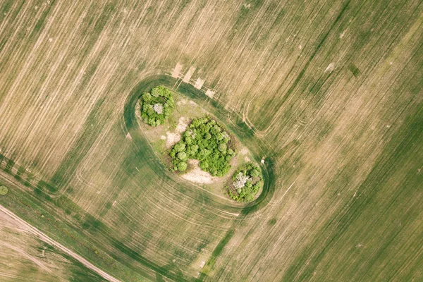 Зверху вниз повітряний вид на зелене поле з навісами дерев в — стокове фото