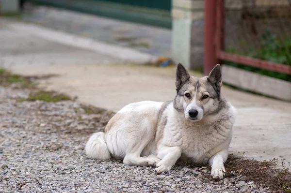 犬の品種の肖像｜西シベリアLaika座って屋外で — ストック写真