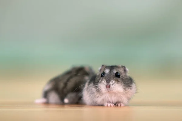 Close-up van twee kleine grappige miniatuur jungar hamsters zitten op — Stockfoto