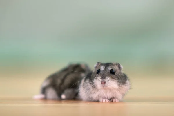 Closeup of two small funny miniature jungar hamsters sitting on — Stock Photo, Image