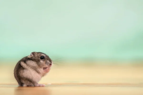 Closeup of a small funny miniature jungar hamster sitting on a f — Stock Photo, Image