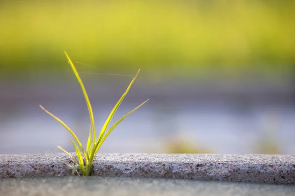 幼小的绿色小植物在交配间开始生长 — 图库照片