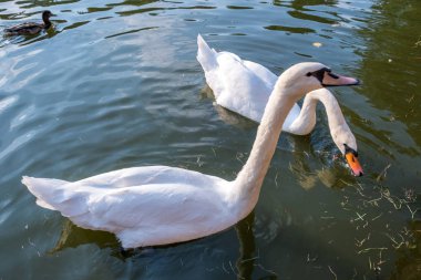 Nehir kıyısında yüzen iki büyük beyaz kuğu.
