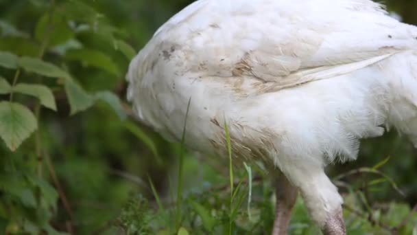 Grande Blanco Pavo Doméstico Pájaro Tendido Verde Hierba Aire Libre — Vídeos de Stock