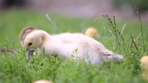 Patos Grandes Patitos Pequeños Alimentándose Aire Libre Patio Granja — Vídeos de Stock