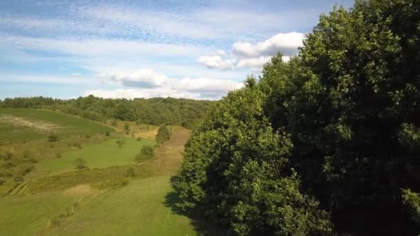 Vista Aérea Cima Para Baixo Floresta Verde Verão Com Muitas — Vídeo de Stock