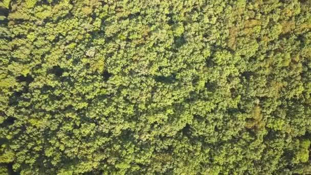 Boven Vanuit Lucht Uitzicht Groen Zomerwoud Met Veel Verse Bomen — Stockvideo