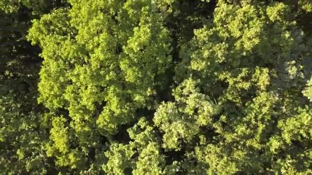 Boven Vanuit Lucht Uitzicht Groen Zomerwoud Met Veel Verse Bomen — Stockvideo