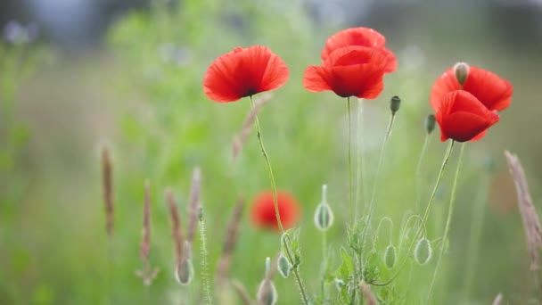 Röda Vallmoblommor Blommar Grönt Vårfält — Stockvideo