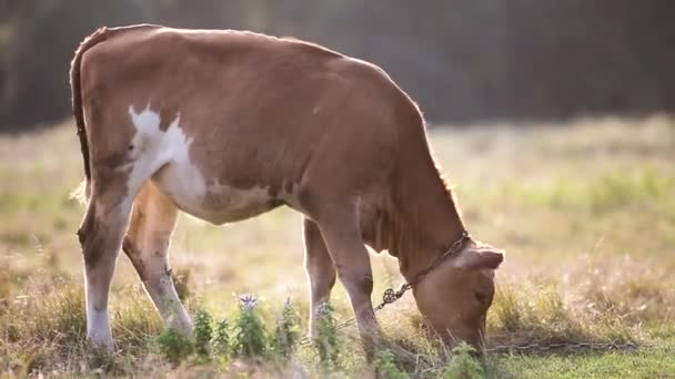 Pastoreo Doméstico Vacas Pastos Agrícolas Con Pasto Verde — Vídeos de Stock