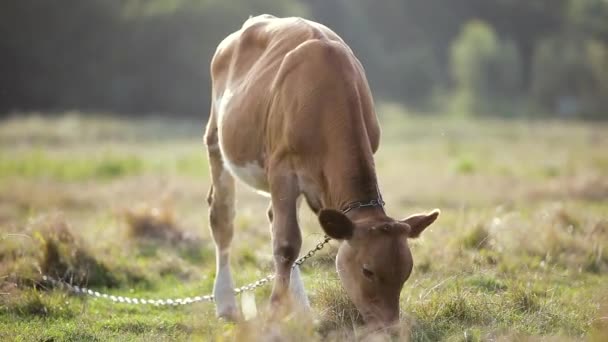 Háziasított Tehénlegelő Mezőgazdasági Legelőn Zöld Füvvel — Stock videók