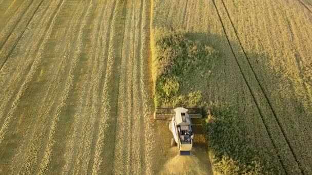 Légi Felvétel Kombájn Betakarítása Nagy Arany Érett Búzamező Mezőgazdaság Drónnézetből — Stock videók